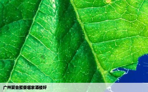 广州宴会聚餐哪家酒楼好