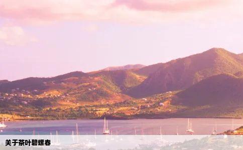 关于茶叶碧螺春
