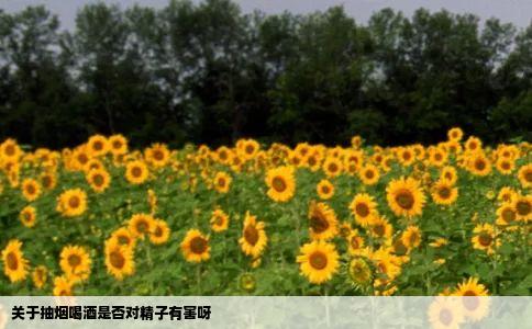 关于抽烟喝酒是否对精子有害呀