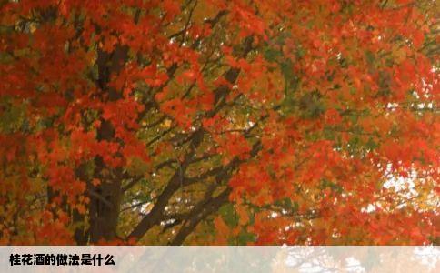 桂花酒的做法是什么