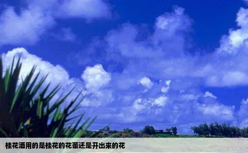 桂花酒用的是桂花的花蕾还是开出来的花