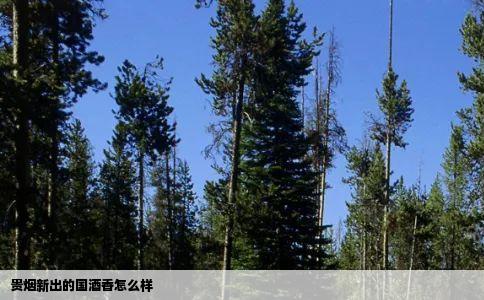 贵烟新出的国酒香怎么样