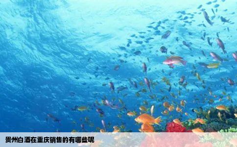 贵州白酒在重庆销售的有哪些呢