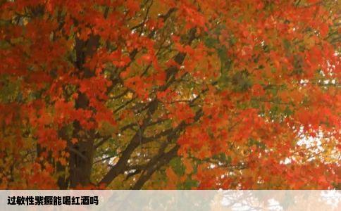 过敏性紫癜能喝红酒吗