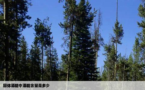 固体酒精中酒精含量是多少