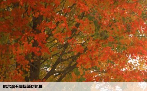 哈尔滨五星级酒店地址