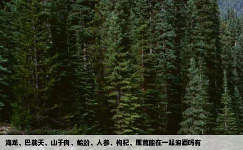 海龙巴戟天山于肉蛤蚧人参枸杞鹿茸能在一起泡酒吗有