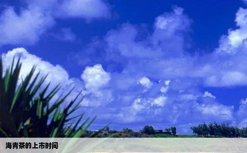 海青茶的上市时间