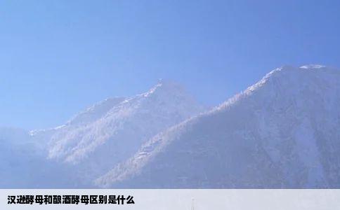 汉逊酵母和酿酒酵母区别是什么