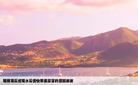 喝碑酒后或喝水后很快想要尿尿的原因谢谢