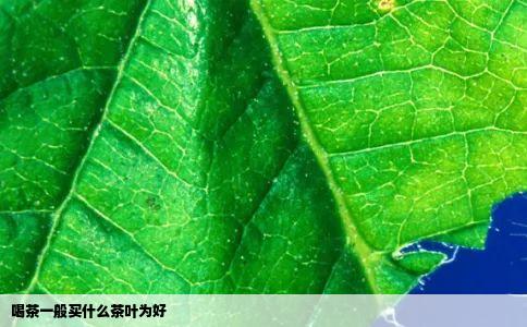 喝茶一般买什么茶叶为好
