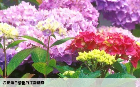 合肥适合情侣的主题酒店