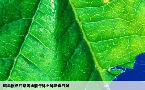 喝葛根煮的茶喝酒能千杯不醉是真的吗