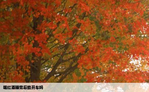 喝红酒睡觉后能开车吗