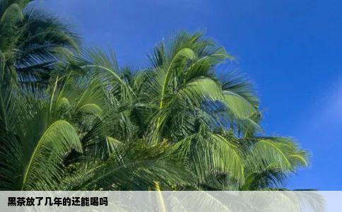 黑茶放了几年的还能喝吗