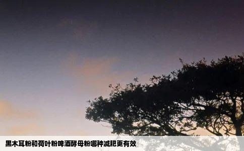 黑木耳粉和荷叶粉啤酒酵母粉哪种减肥更有效