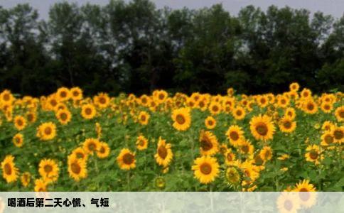 喝酒后第二天心慌、气短