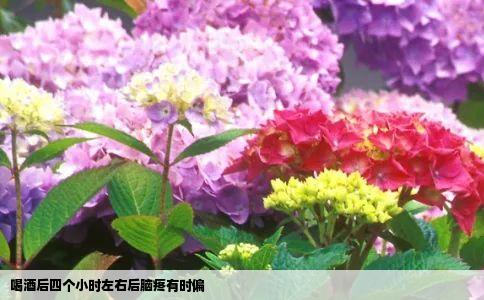 喝酒后四个小时左右后脑疼有时偏