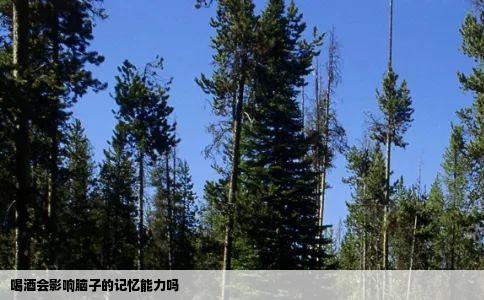 喝酒会影响脑子的记忆能力吗