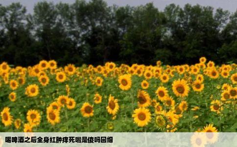 喝啤酒之后全身红肿痒死啦是傻吗回细