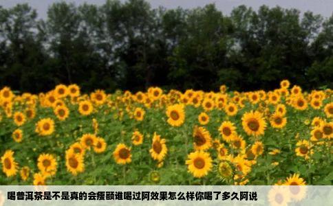 喝普洱茶是不是真的会瘦额谁喝过阿效果怎么样你喝了多久阿说