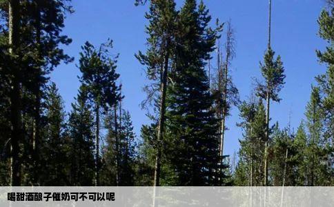 喝甜酒酿子催奶可不可以呢