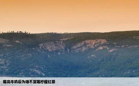 喝完牛奶后为啥不宜喝柠檬红茶