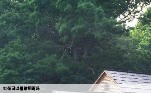 红茶可以排除烟毒吗