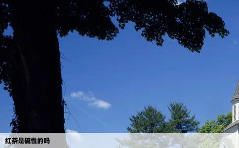 红茶是碱性的吗