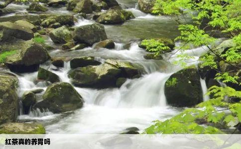 红茶真的养胃吗