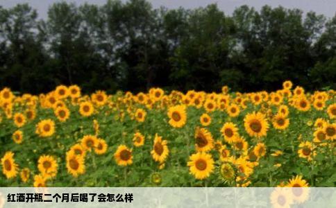 红酒开瓶二个月后喝了会怎么样