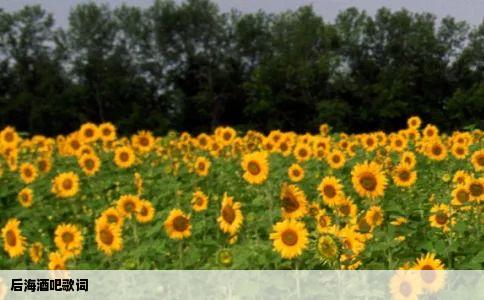 后海酒吧歌词