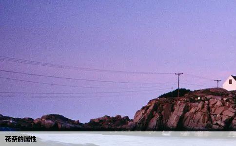 花茶的属性