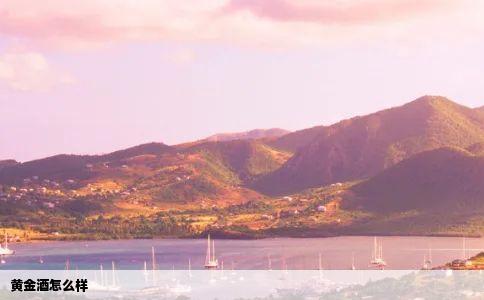 黄金酒怎么样