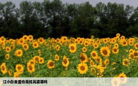 江小白金盖也是纯高粱酒吗