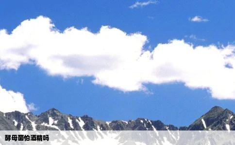 酵母菌怕酒精吗