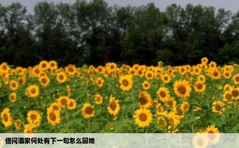 借问酒家何处有下一句怎么回她