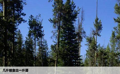 几斤粮食出一斤酒
