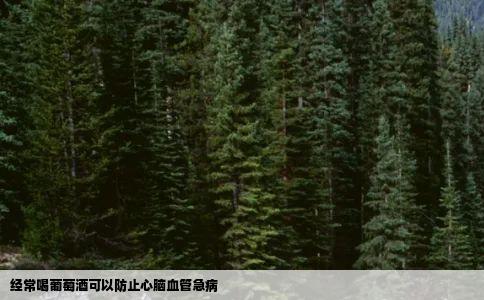 经常喝葡萄酒可以防止心脑血管急病