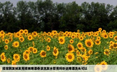 经常脱发掉发用顺黛啤酒香波洗发水管用吗听说啤酒洗头可以