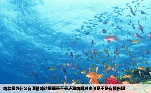 精粹露为什么有酒精味这里面是不是还酒精呀对皮肤是不是有损伤呢