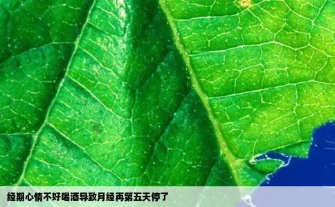 经期心情不好喝酒导致月经再第五天停了