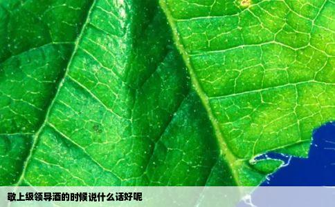 敬上级领导酒的时候说什么话好呢