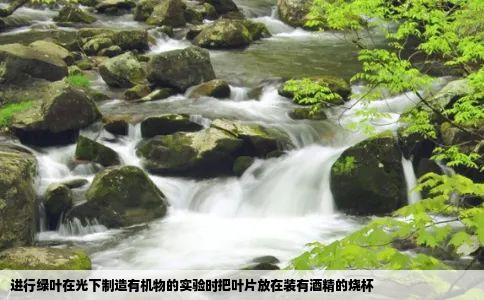 进行绿叶在光下制造有机物的实验时把叶片放在装有酒精的烧杯