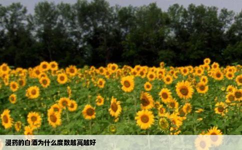 浸药的白酒为什么度数越高越好