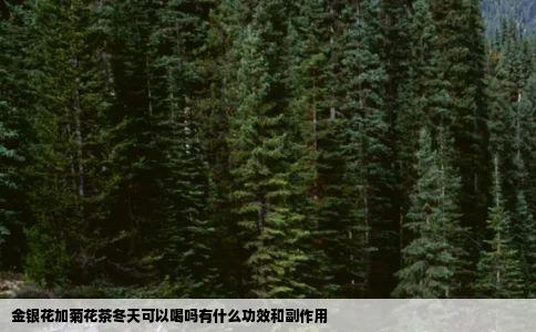 金银花加菊花茶冬天可以喝吗有什么功效和副作用