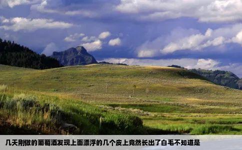 几天刚做的葡萄酒发现上面漂浮的几个皮上竟然长出了白毛不知道是