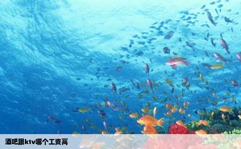 酒吧跟ktv哪个工资高