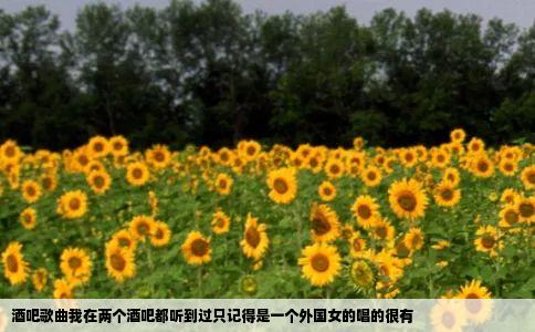 酒吧歌曲我在两个酒吧都听到过只记得是一个外国女的唱的很有