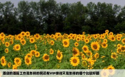 酒店的酒廊工作是怎样的啊还有VIP接待又是怎样的哪个比较好那